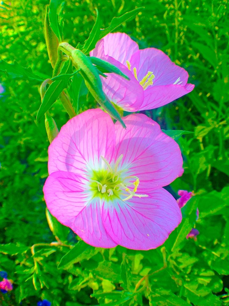 Geraniums II art print by Grayscale for $57.95 CAD