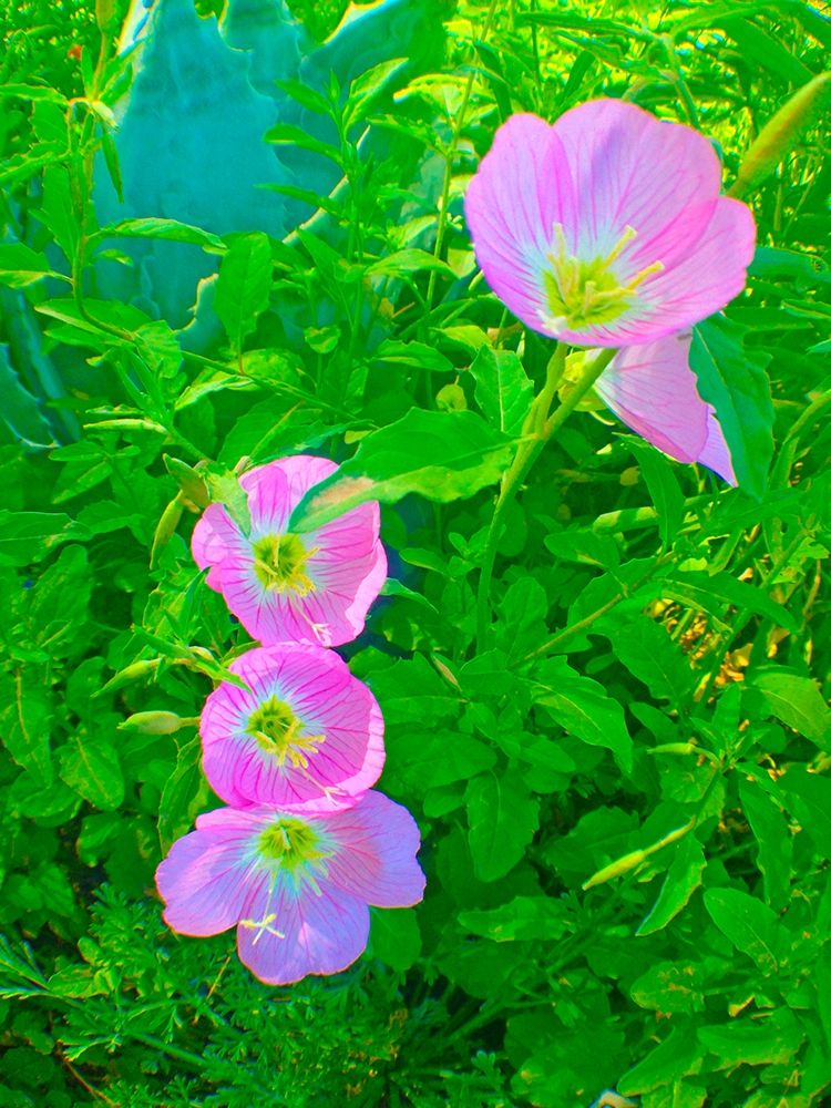 Geraniums III art print by Grayscale for $57.95 CAD