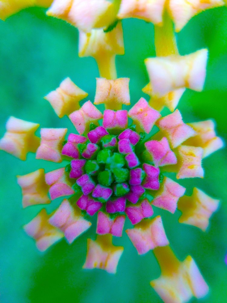 Kaleidoscope II art print by Grayscale for $57.95 CAD