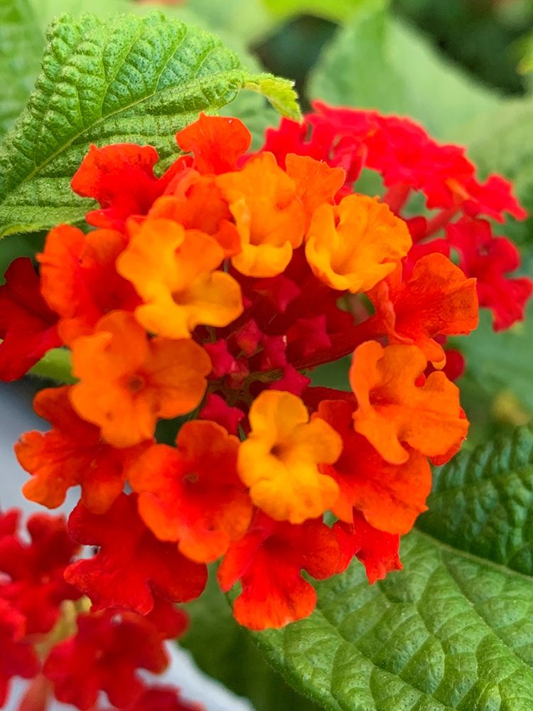 Lantana I art print by Grayscale for $57.95 CAD