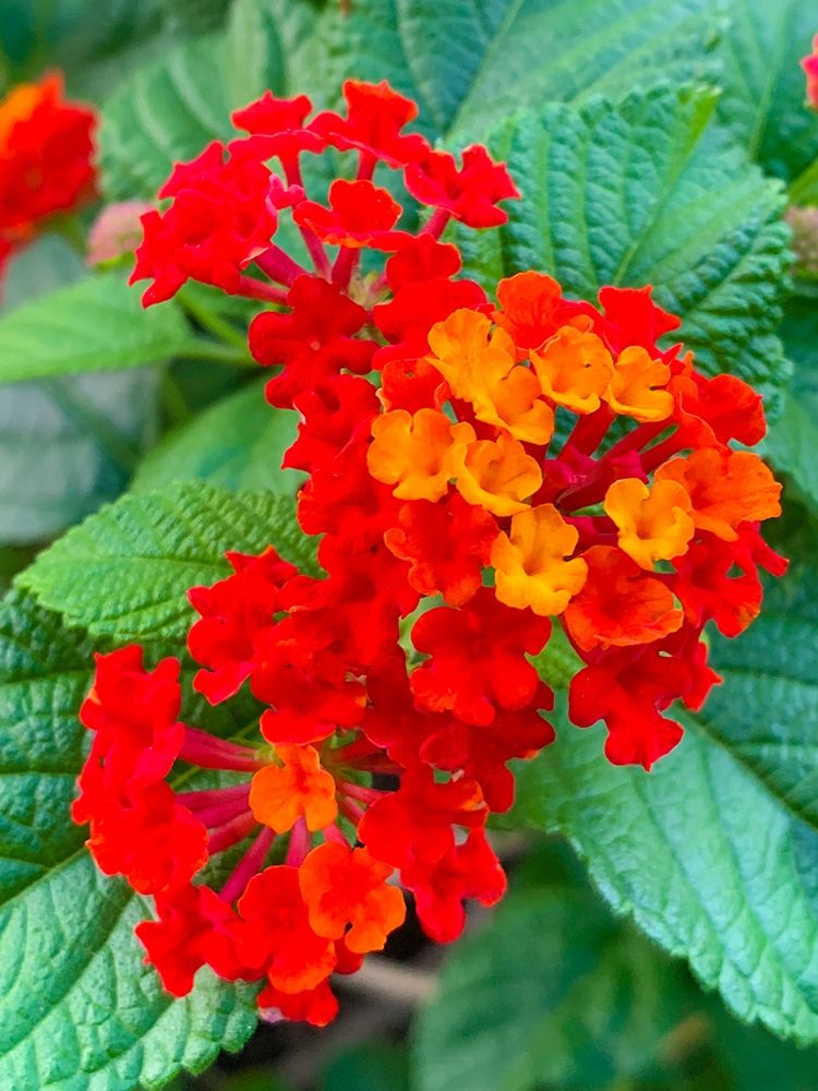 Lantana II art print by Grayscale for $57.95 CAD