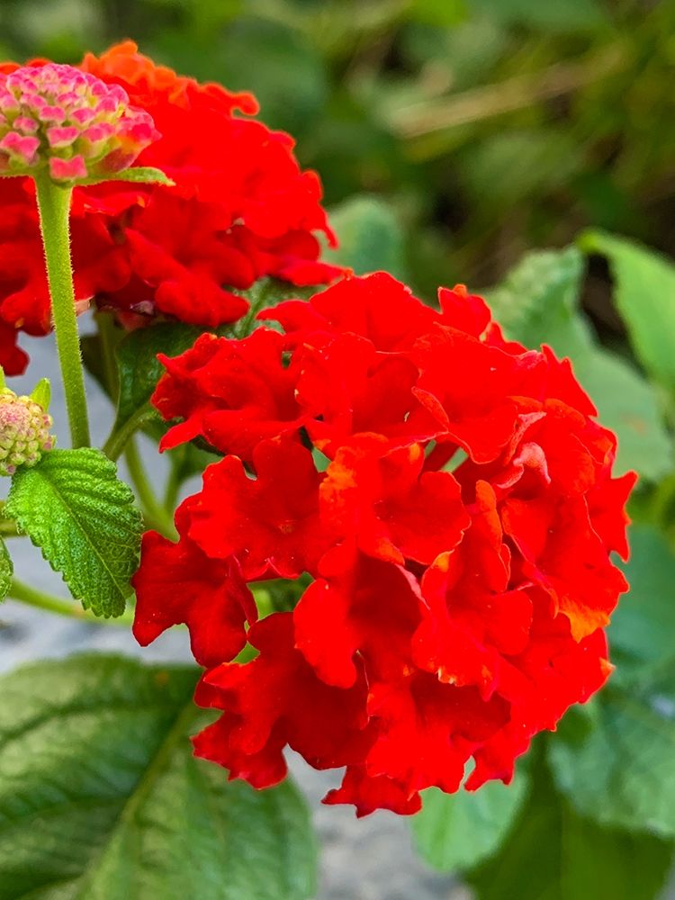 Lantana III art print by Grayscale for $57.95 CAD