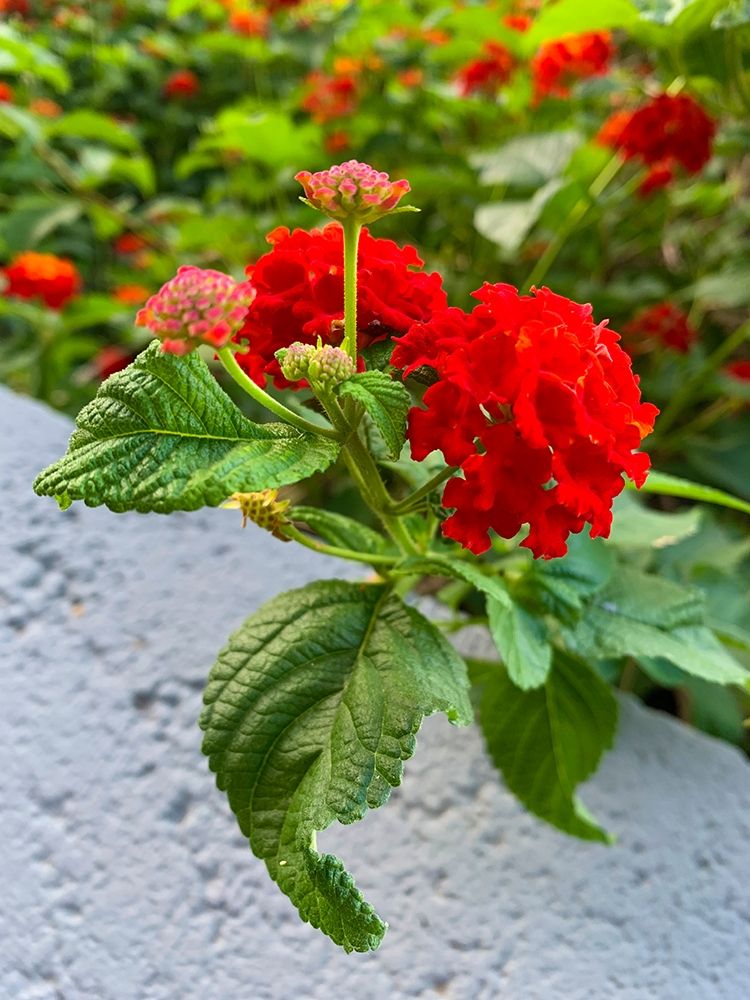 Lantana IV art print by Grayscale for $57.95 CAD
