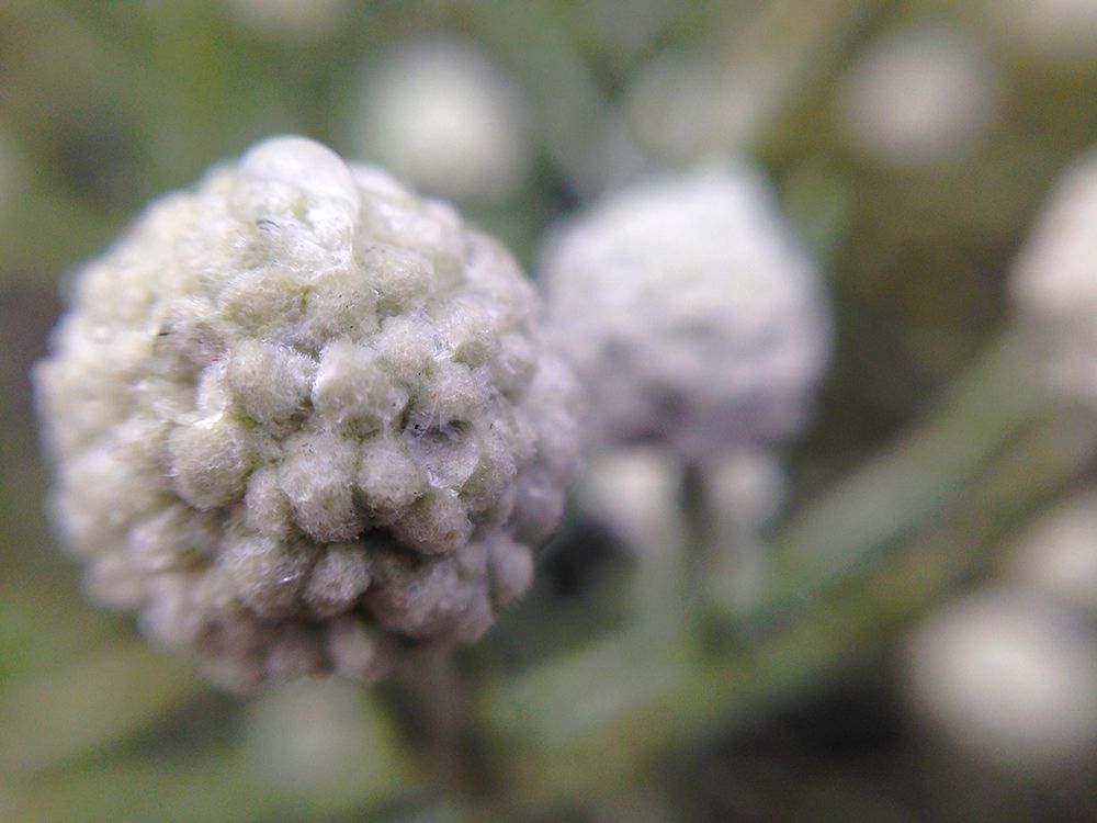 Silver Cluster I art print by Grayscale for $57.95 CAD