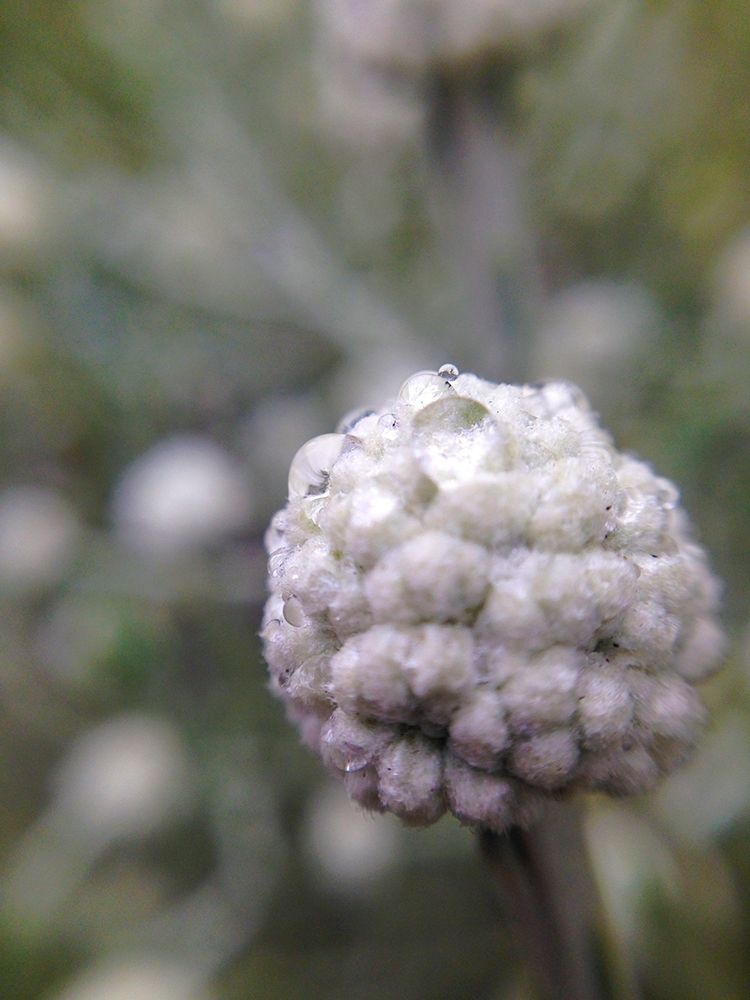 Silver Cluster II art print by Grayscale for $57.95 CAD