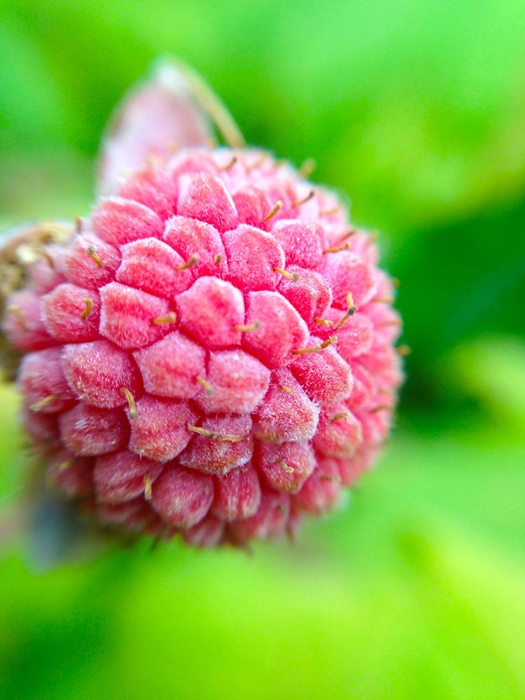Pink Cluster I art print by Grayscale for $57.95 CAD