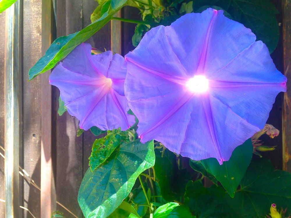 Morning Glory I art print by Grayscale for $57.95 CAD