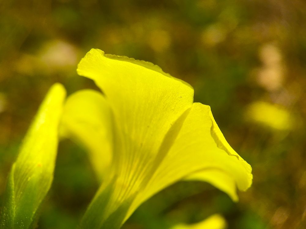 Yellow Wildflower III art print by Grayscale for $57.95 CAD