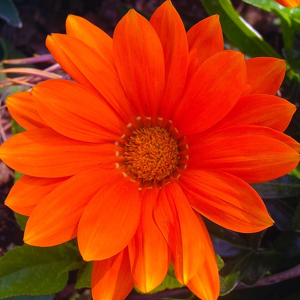 Orange Wildflower I art print by Grayscale for $57.95 CAD