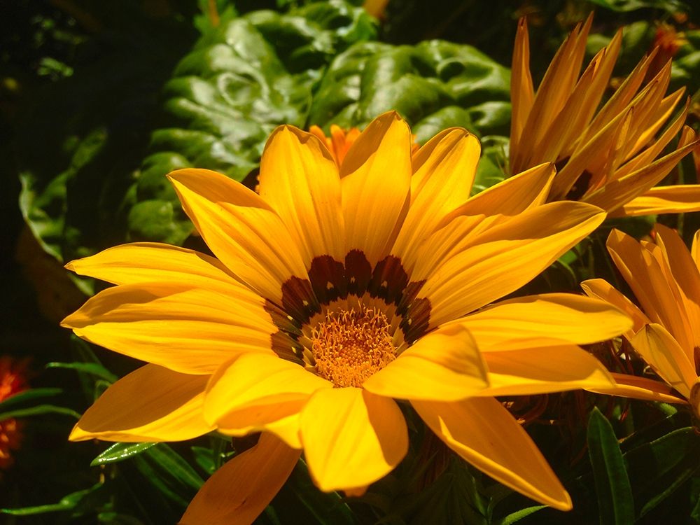 Yellow Wildflower IV art print by Grayscale for $57.95 CAD