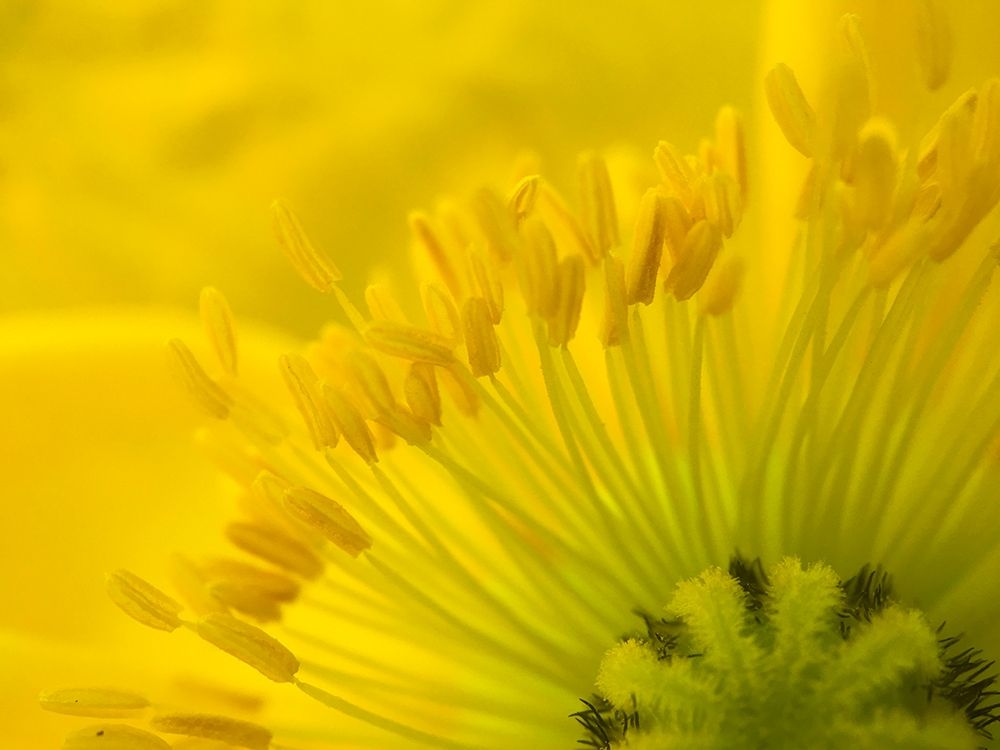 Yellow Wildflower V art print by Grayscale for $57.95 CAD