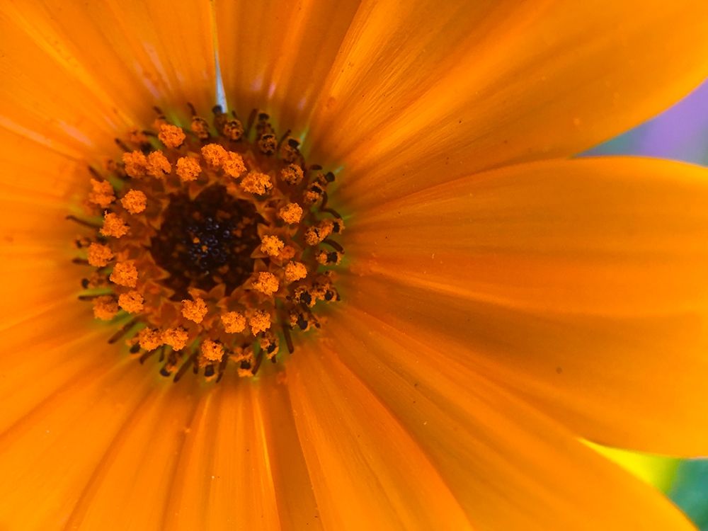 Orange Wildflower II art print by Grayscale for $57.95 CAD