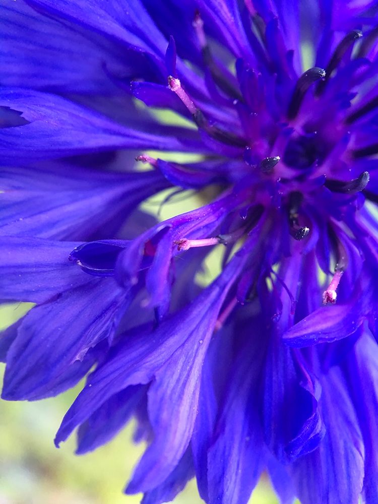 Purple Wildflower I art print by Grayscale for $57.95 CAD