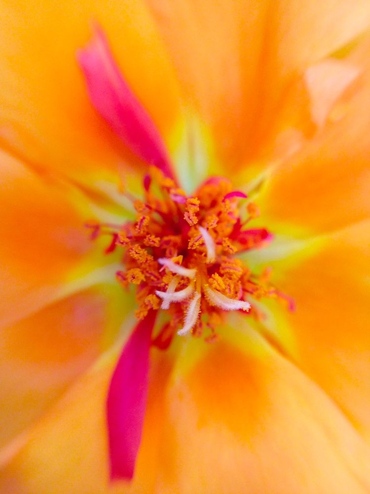 Orange Wildflower III art print by Grayscale for $57.95 CAD