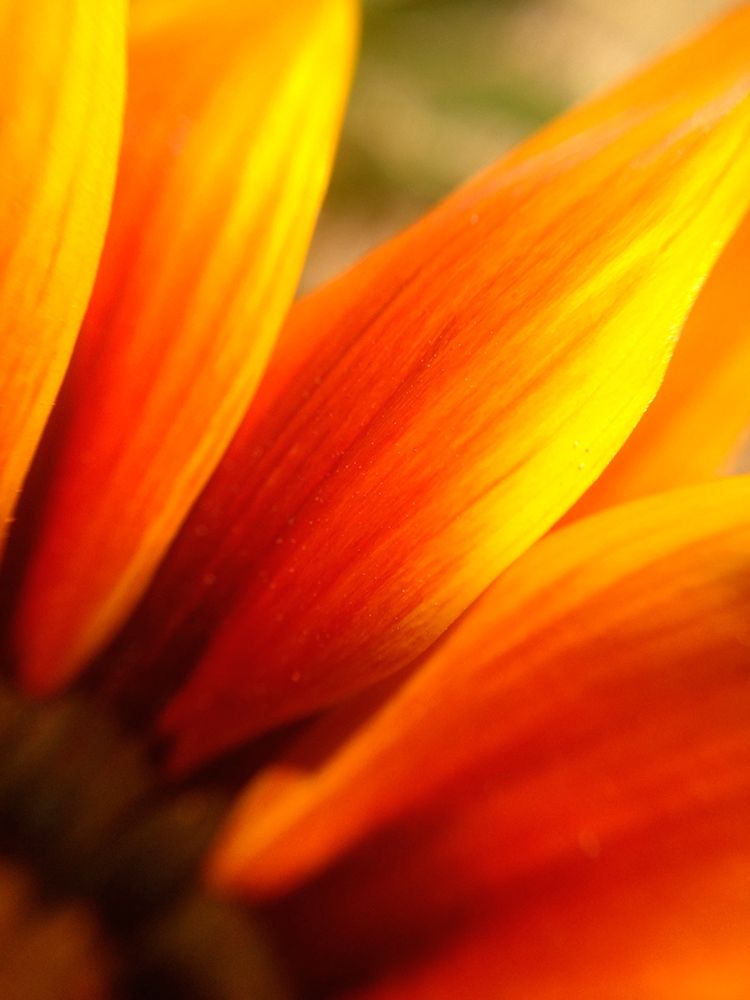 Orange Wildflower IV art print by Grayscale for $57.95 CAD