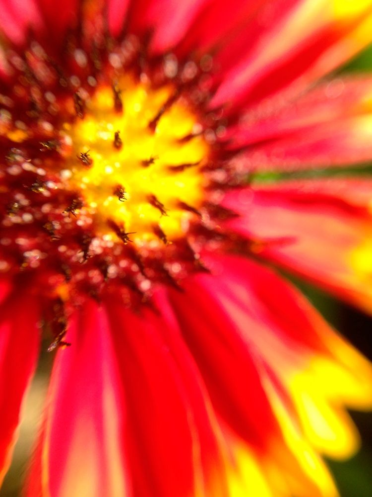 Red Wildflower I art print by Grayscale for $57.95 CAD