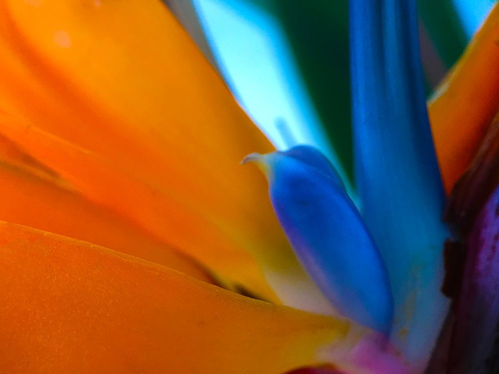 Bird Of Paradise I art print by Grayscale for $57.95 CAD