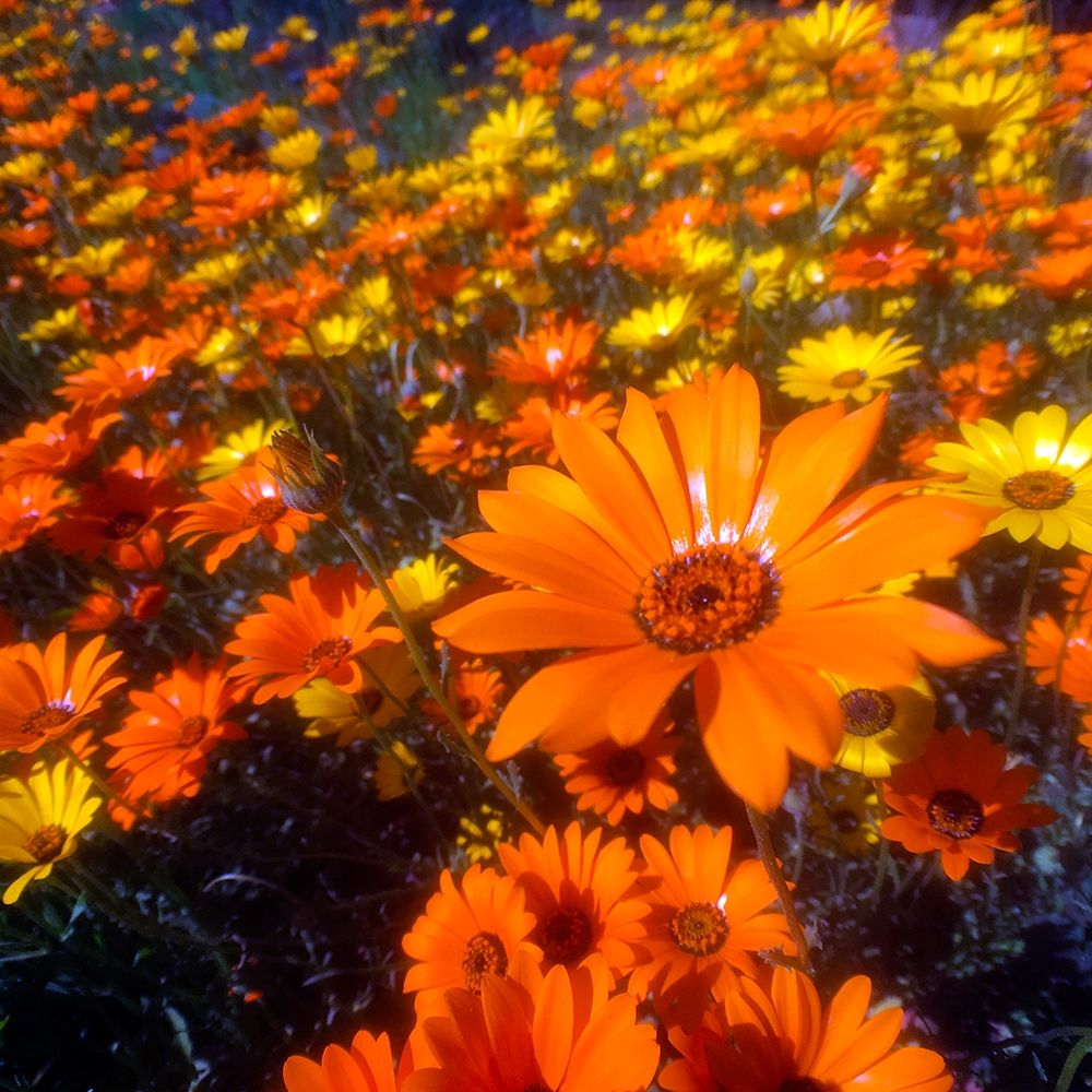 Wildflower Field I art print by Grayscale for $57.95 CAD
