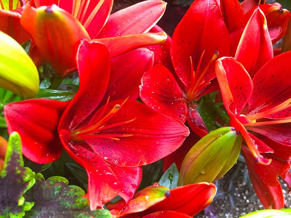 Wet Blooms I art print by Grayscale for $57.95 CAD