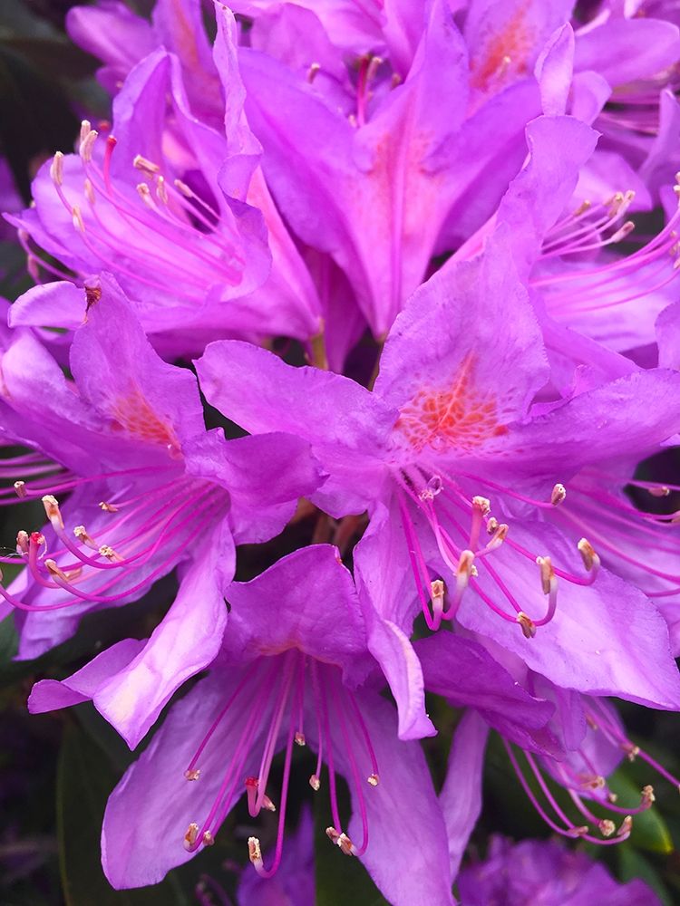 Purple Cluster I art print by Grayscale for $57.95 CAD