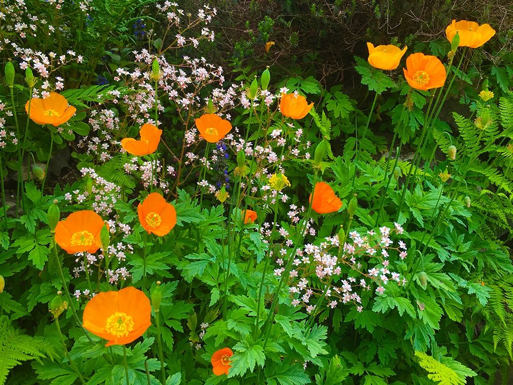 Orange Poppy Nest I art print by Grayscale for $57.95 CAD