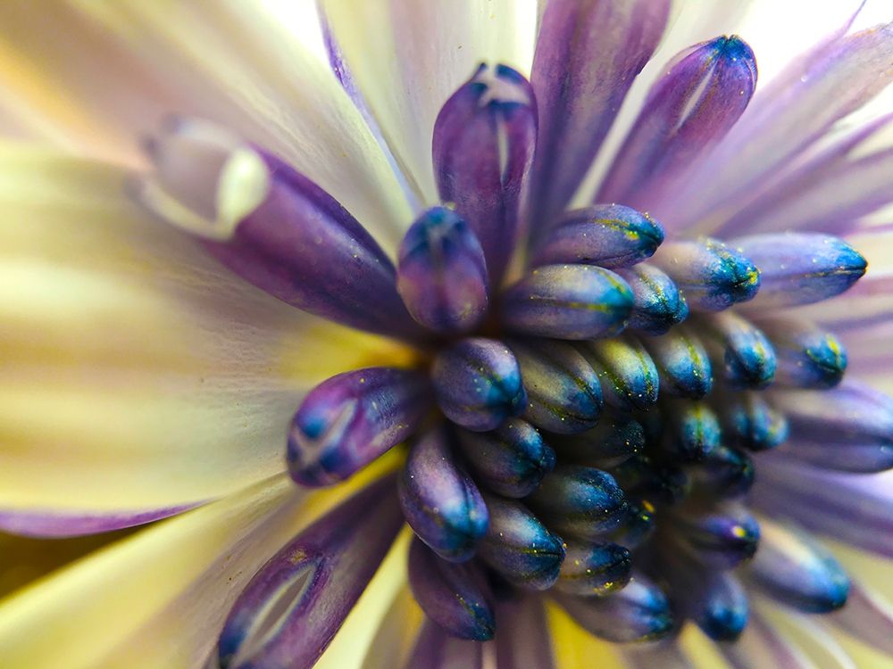 Bloom I art print by Grayscale for $57.95 CAD
