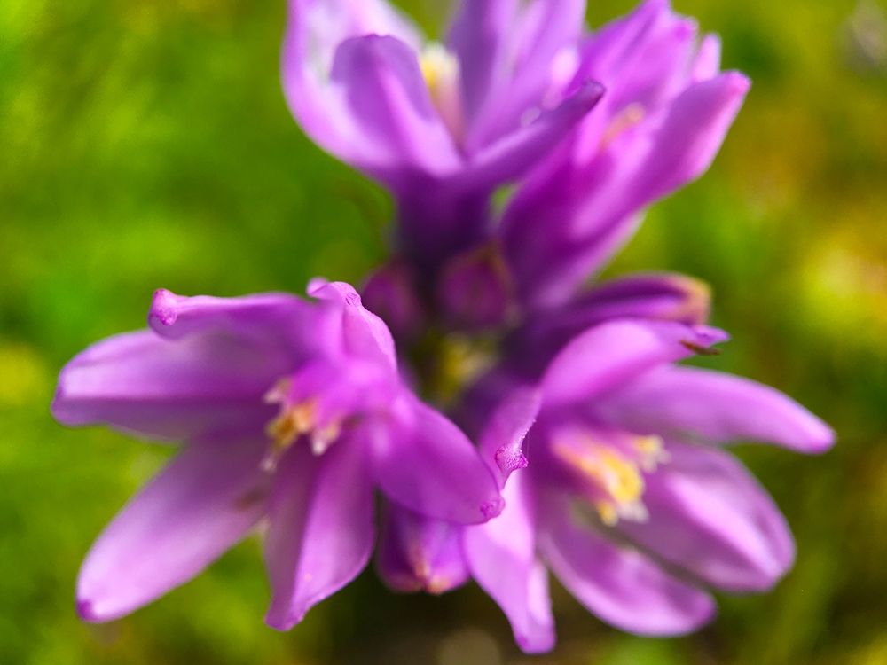 Purple Cluster II art print by Grayscale for $57.95 CAD