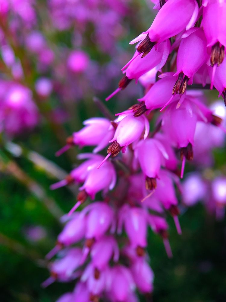 Pink Cluster II art print by Grayscale for $57.95 CAD