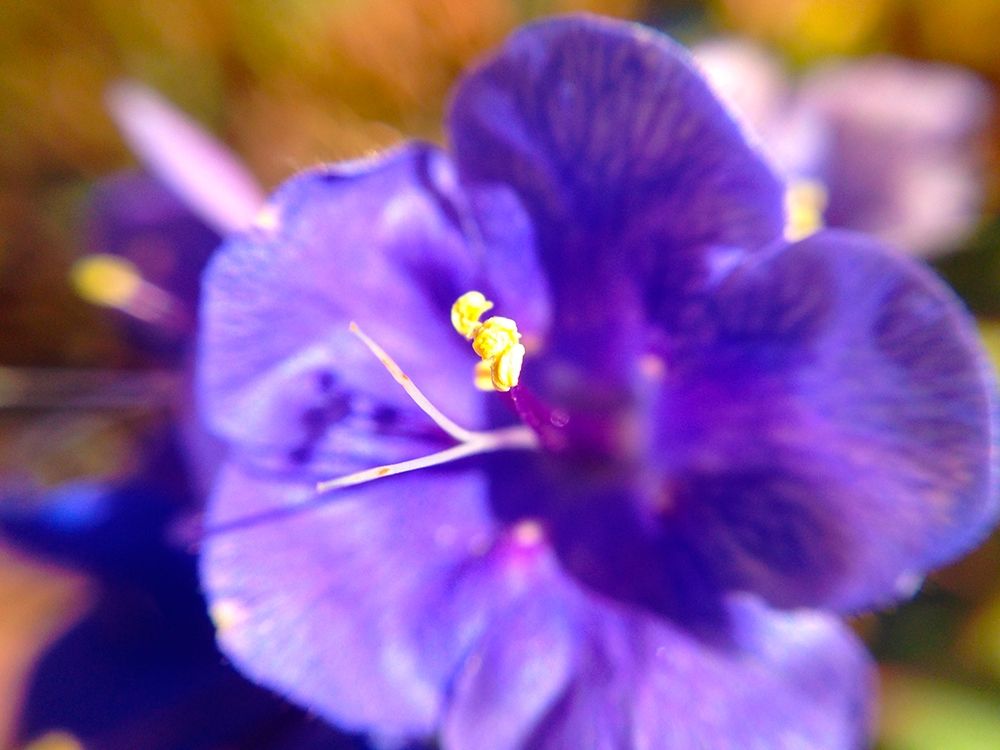 Purple Bloom I art print by Grayscale for $57.95 CAD
