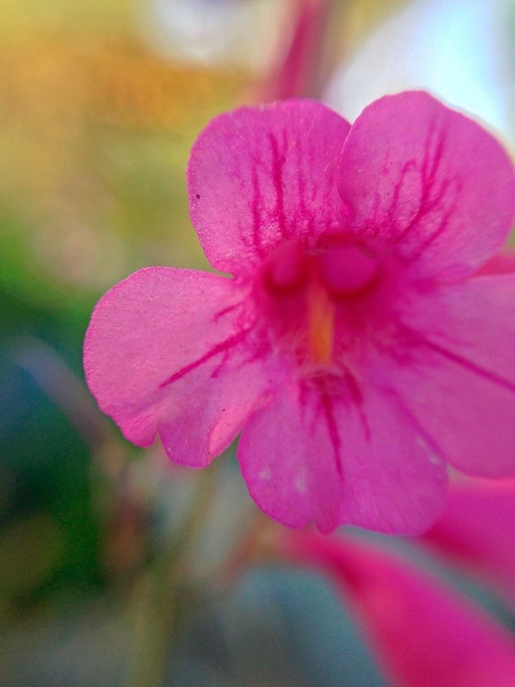 Pink Bloom I art print by Grayscale for $57.95 CAD