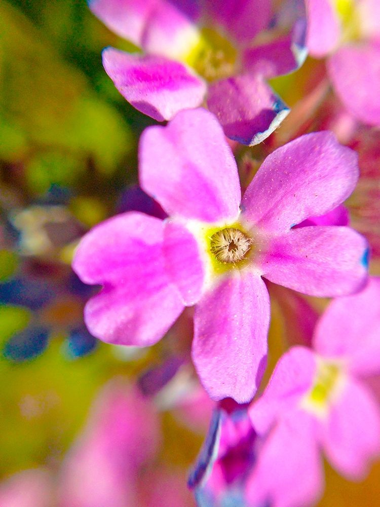 Pink Bloom II art print by Grayscale for $57.95 CAD