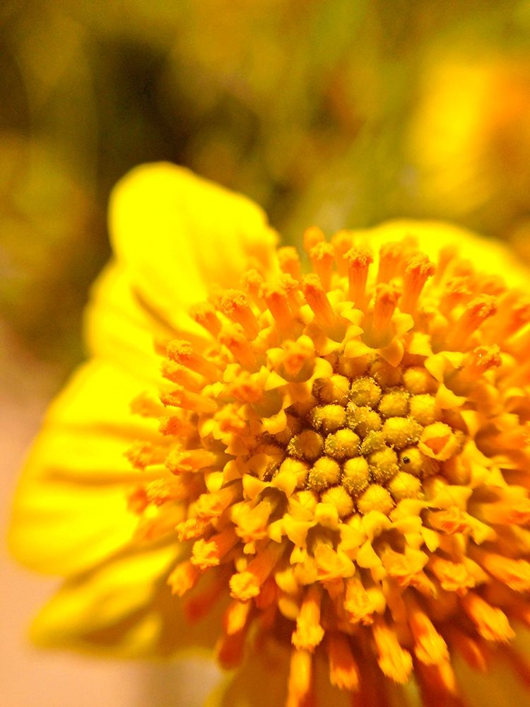Yellow Cluster I art print by Grayscale for $57.95 CAD