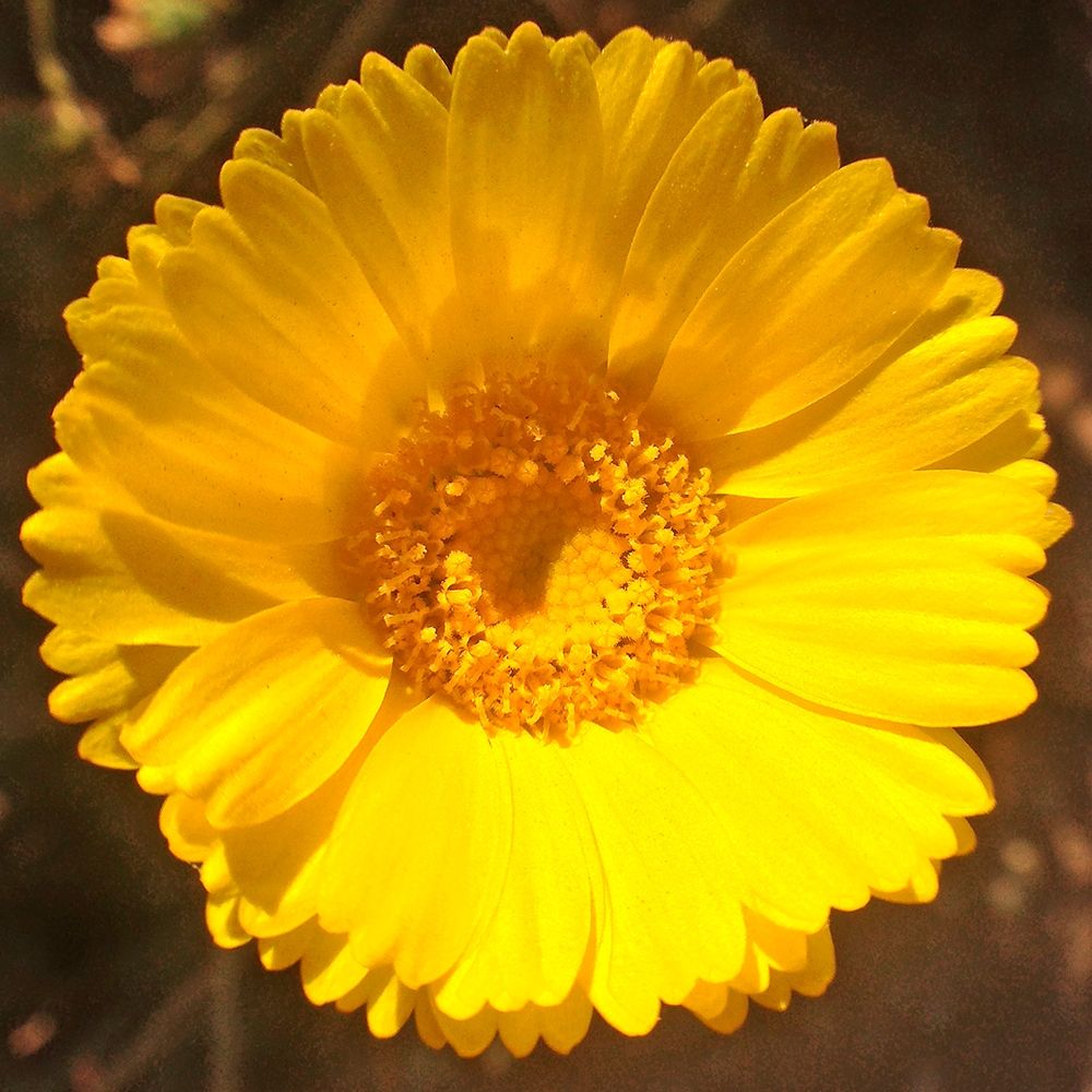 Yellow Cluster II art print by Grayscale for $57.95 CAD