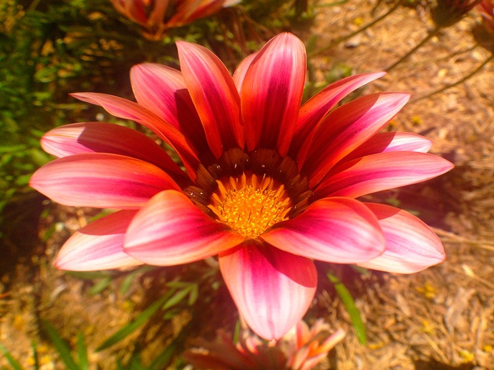Candy Striped Bloom II art print by Grayscale for $57.95 CAD