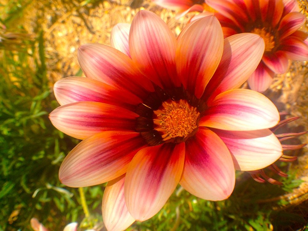 Candy Striped Bloom III art print by Grayscale for $57.95 CAD