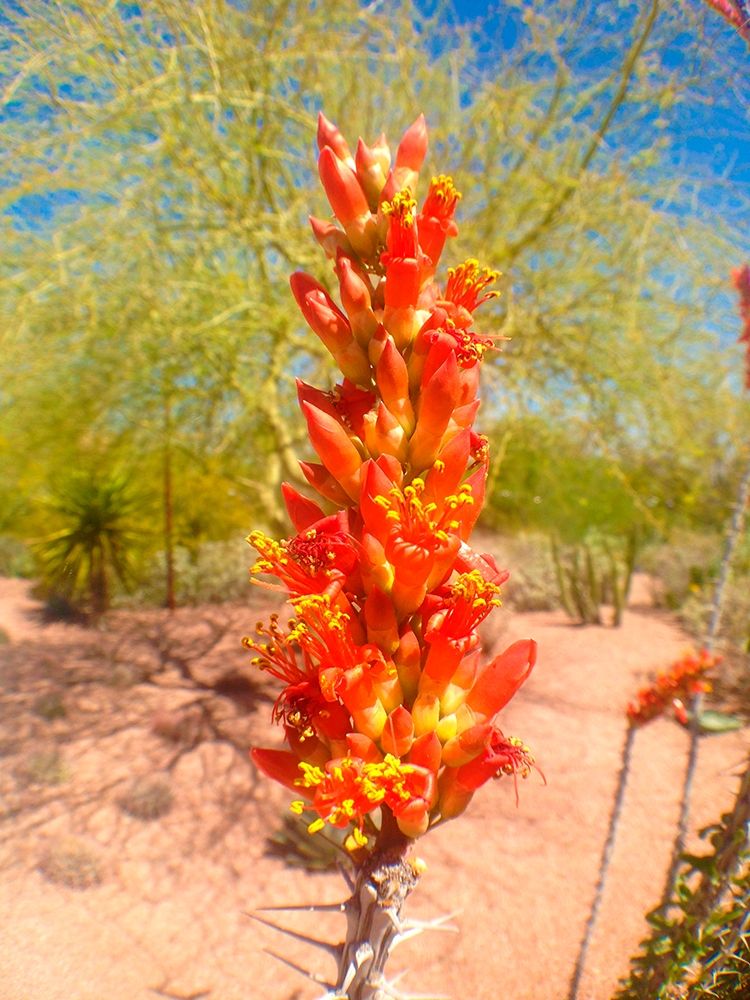 Cactus Blooms I art print by Grayscale for $57.95 CAD