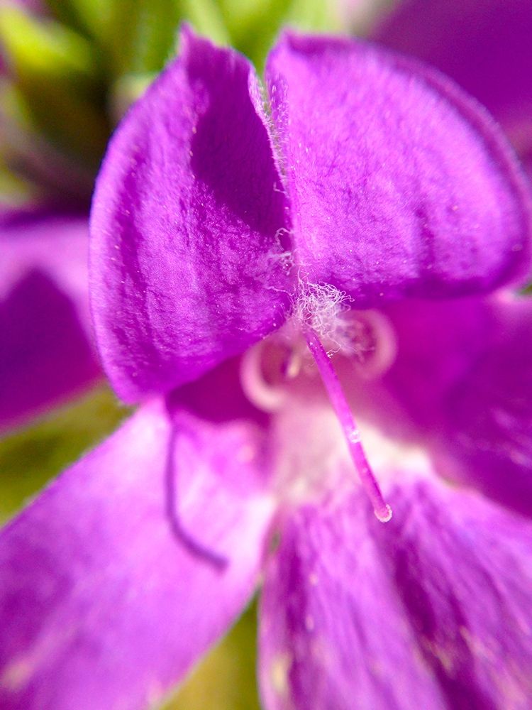 Purple Bloom II art print by Grayscale for $57.95 CAD