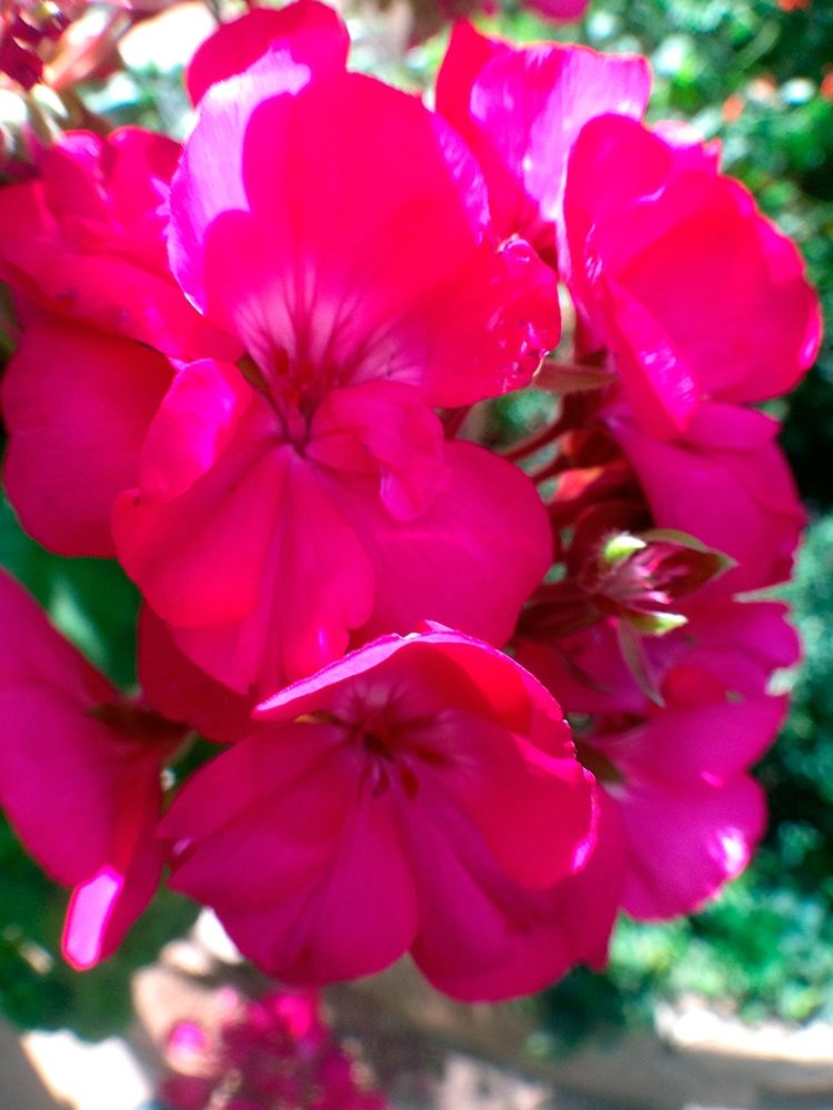 Red Begonias I art print by Grayscale for $57.95 CAD