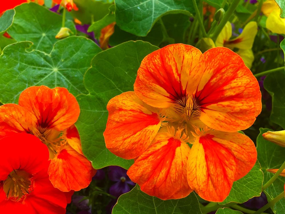 Orange Blooms I art print by Grayscale for $57.95 CAD