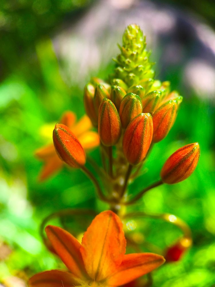 Orange Blooms II art print by Grayscale for $57.95 CAD