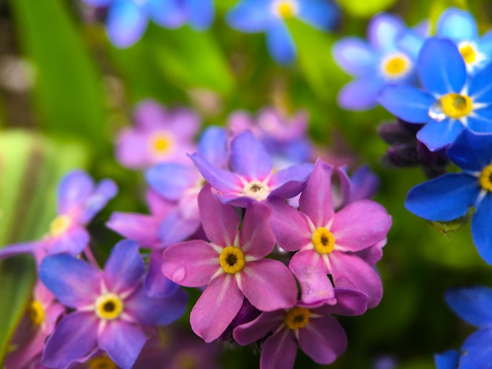 Blue and Purple Blooms I art print by Grayscale for $57.95 CAD
