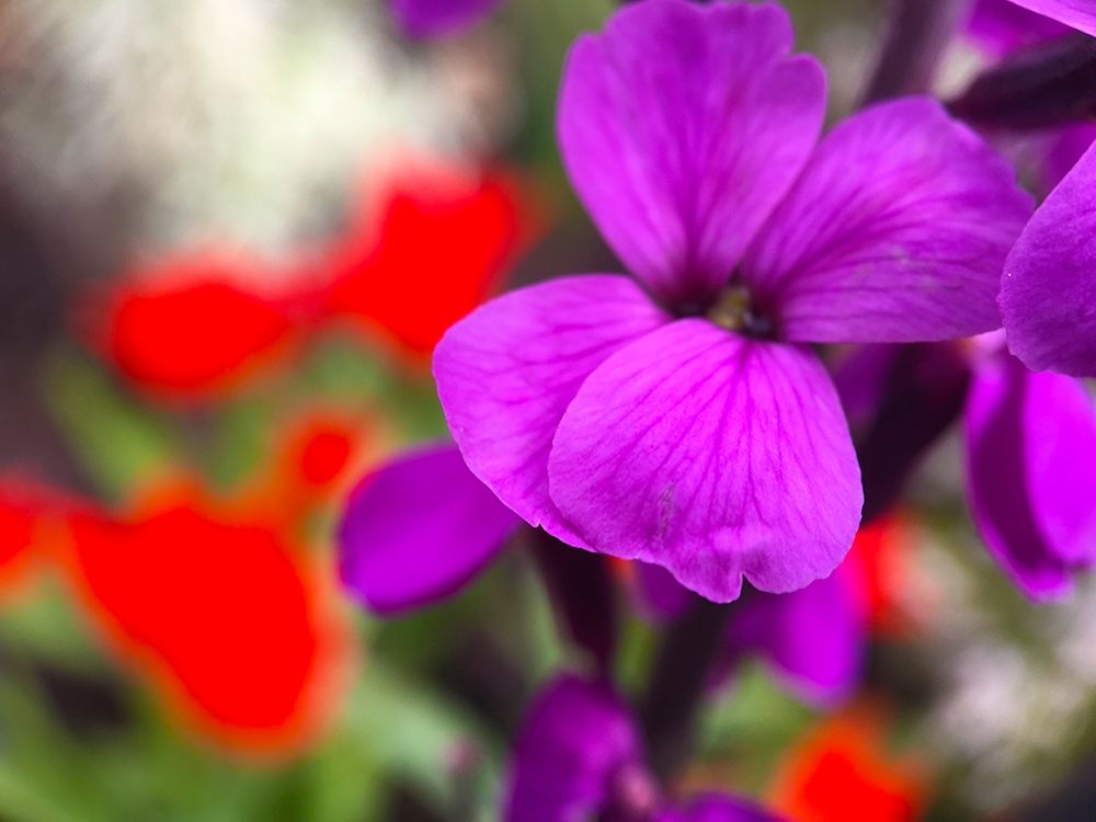 Red and Purple Blooms I art print by Grayscale for $57.95 CAD