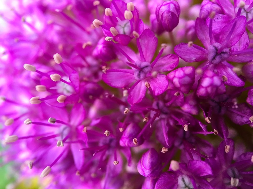 Purple Cluster III art print by Grayscale for $57.95 CAD