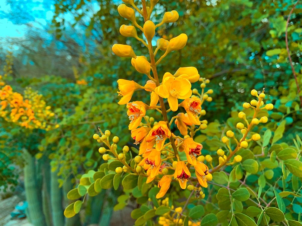 Yellow Blooms I art print by Grayscale for $57.95 CAD