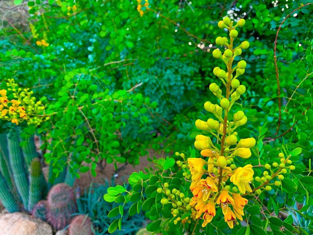 Yellow Blooms II art print by Grayscale for $57.95 CAD