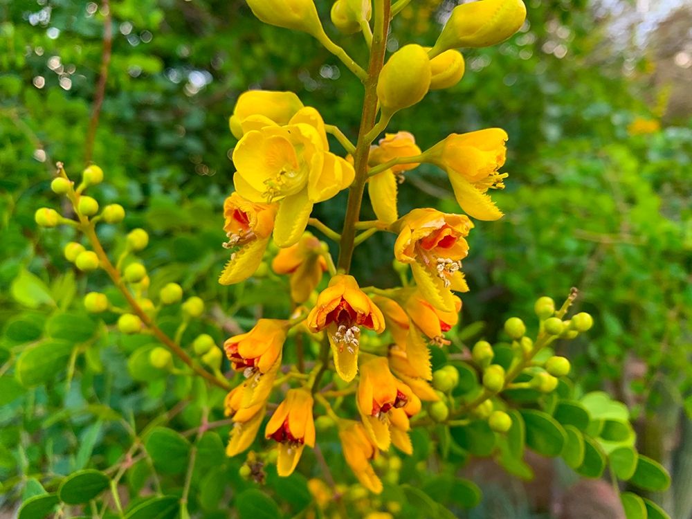 Yellow Blooms III art print by Grayscale for $57.95 CAD