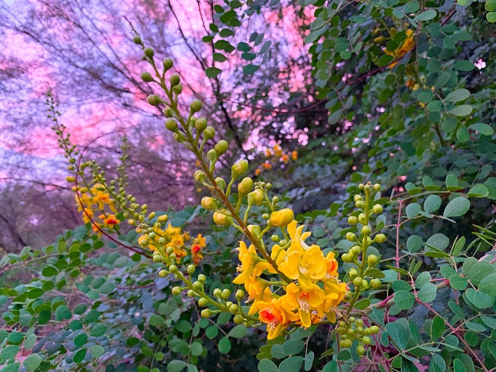 Yellow Blooms IV art print by Grayscale for $57.95 CAD