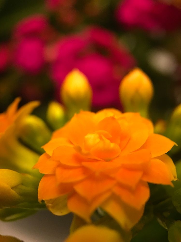 Yellow Blooms V art print by Grayscale for $57.95 CAD