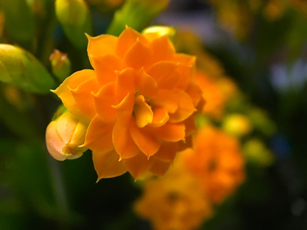 Yellow Blooms VI art print by Grayscale for $57.95 CAD