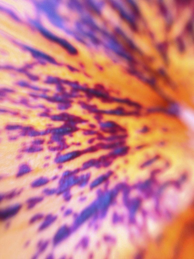 Lava Leaf I art print by Grayscale for $57.95 CAD